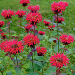 Red Bee Balm Plant, 2-5" Tall Starter, Rooted in Soil, No Pot, Monarda Flowering Herb Plant for Garden
