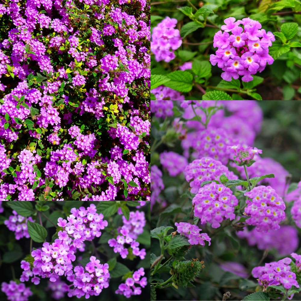 Pack 2 Lantana Live Plants for Planting, Hardy Perennial Lantana Bushes Well Rooted 4-7 Inches, Assorted Blooms (Purple Flowers)