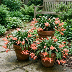 2 Salmon Christmas Cactus Live Plants, Easy Care Houseplant, 4-7'' Tall