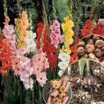 20 Mix Gladiolus Bulbs for Planting, Hardy Gladiolus Bulbs for Spring Planting, Large Bulb