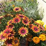Osteospermum Flower Plants Live, Orange Daisy Plant 4 Inc Potted, 4 Small Plant, Osteospermum Plants Live Pot, Perennial Flower Garden