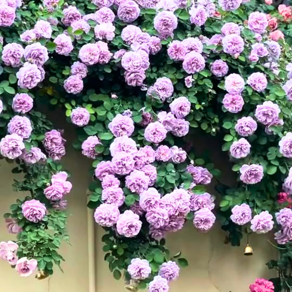 Rose Live Plant for Planting, Fragrant Hybrid Rose Bush, 5-10” Tall, Ready to Grow Flowering Shrub for Outdoor Garden, No Pot (Purple Rose)