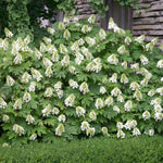Reblooming Hydrangea Flowers, Hardy Hydrangea Plant Live Bush Shrub, 5-8" Tall Well-Rooted for Garden, Change Colors (Light White)