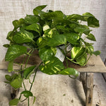 Live Pothos Plant, Pothos Live Plant from 5 to 7 Inc Tall, Houseplant Plant Gardening, 4 Inc Pot (Golden)