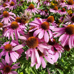 3 Purple Coneflower Plants Live, Flowering Echinacea Perennial Plant Roots, 4-6 Inches