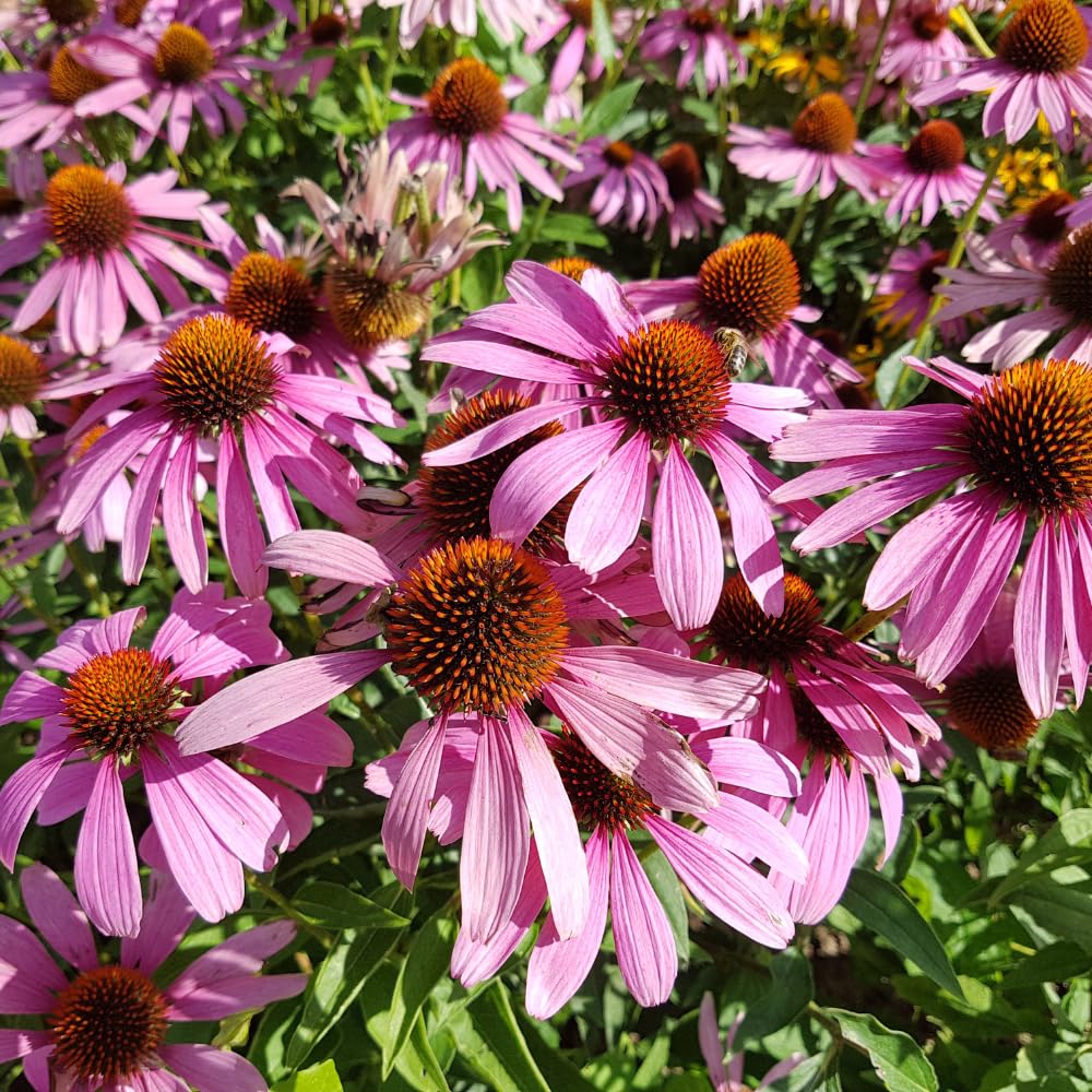 3 Purple Coneflower Plants Live, Flowering Echinacea Perennial Plant Roots, 4-6 Inches