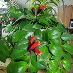 Red Lipstick Plant Live 2-5 Inch Tall, Lipstick Trailing Vine Houseplant for Indoor Growing, Home Decor Plant, No Pot