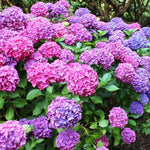 Hydrangea Plant Live, Reblooming Hydrangea Flowers Well-Rooted, Hardy Bush Shrub, 5-9" Tall, Vibrant Shades (Blue Pink)