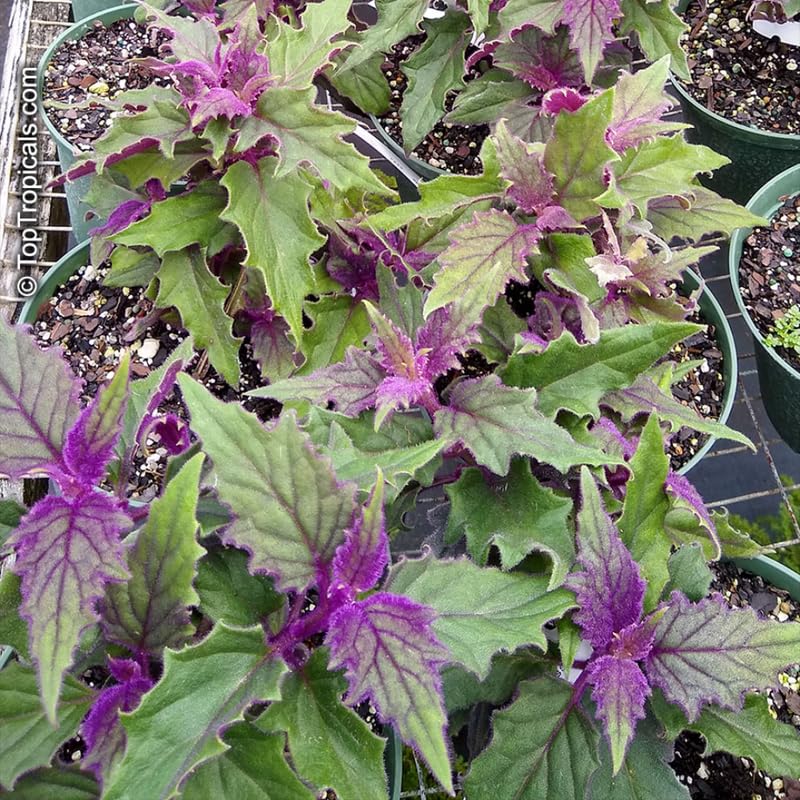 2 Purple Passion Plants Live for Planting, Gynura Aurantiaca Purple Velvet Passion Live Plants, 4-9 Inc Height, Royal Velvet Plant Indoor