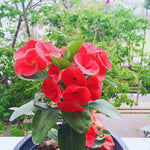 Red Crown of Thorns Plant, 6 to 10 Inc Tall, Hardy Euphorbia Milii Tree Live Plant, Houseplant Succulents Live