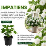 Impatiens Plant Live, White Double Impatiens Plant, 4-8 Inches Tall, Vibrant Perennial Flowers for Containers, Hanging Baskets and Garden Borders