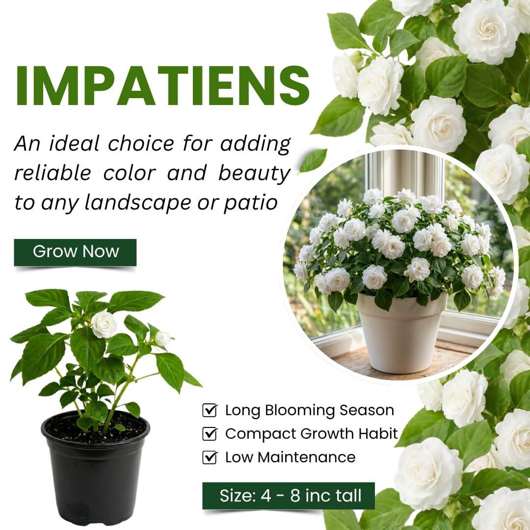 Impatiens Plant Live, White Double Impatiens Plant, 4-8 Inches Tall, Vibrant Perennial Flowers for Containers, Hanging Baskets and Garden Borders