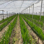 Hardy Gladiolus Bulbs, 10 Mix Gladiolus Bulbs for Spring Planting, Large Bulb, Easy to Plant