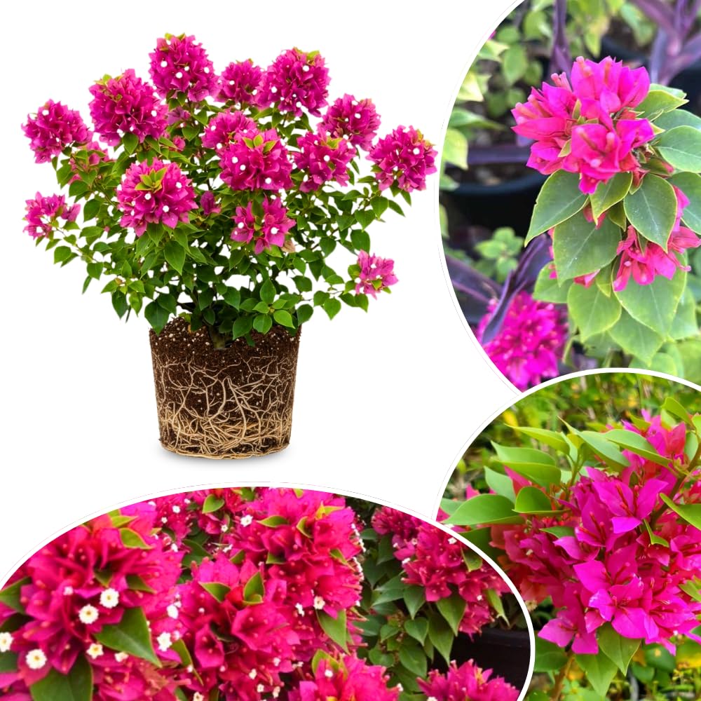 Set 2 Deep Pink Bougainvillea Live Plants 4-7 Inches Tall, Vibrant Bumgainvillea Flowering Vines for Garden, Patio Containers and Indoor Growing