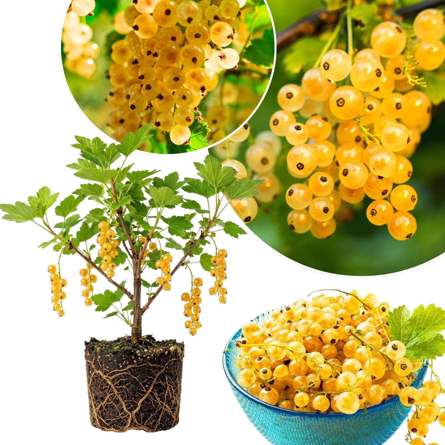Live Golden Currant Plant, Currant Bush Live Plant, 1 Year Old, 6-12 Inc, Currant Berry Fruit Tree for Containers, Patio