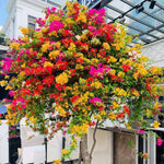 Combo 2 Bougainvillea Plants Live Trees, Outdoor Bougainvillea Plant for Trailing Flowering Vines or Bush Tree, 5-10” Tall, Well-Rooted, Bougainvillea Assorted Colors