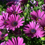 2 Mix Osteospermum African Daisy Plants, Perennial Daisy Flowers for Outdoor Planting 3-5 Inches (Purple)
