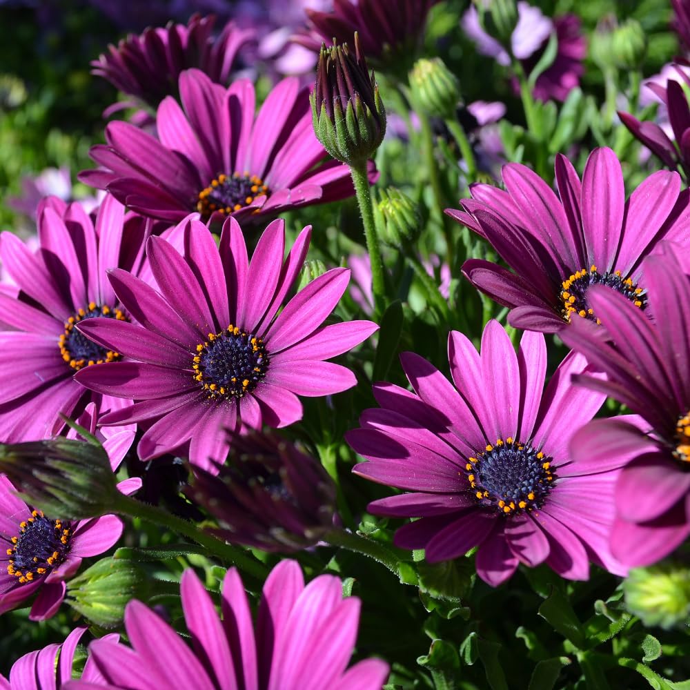 2 Mix Osteospermum African Daisy Plants, Perennial Daisy Flowers for Outdoor Planting 3-5 Inches (Purple)
