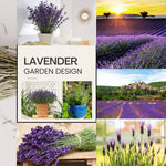 2 Live Fragrant Lavender Plants for Outside Planting, Perennial Lavandula Plants Live Fragrant Flowers, Well-Rooted 5-8" for Spring Bloom