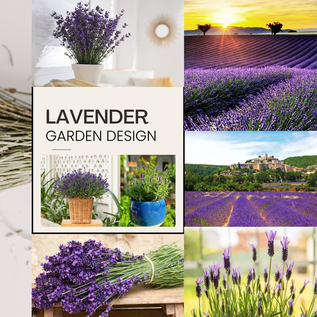 4 Fragrant Lavender Plants Live for Outside Planting, Perennial Bloom, Live Lavender Plants 5–9 Inches Tall with Fragrant Flowers for Spring Growing