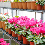 Pink Cyclamen Plant Live, Flowering Houseplant, 4" Pot
