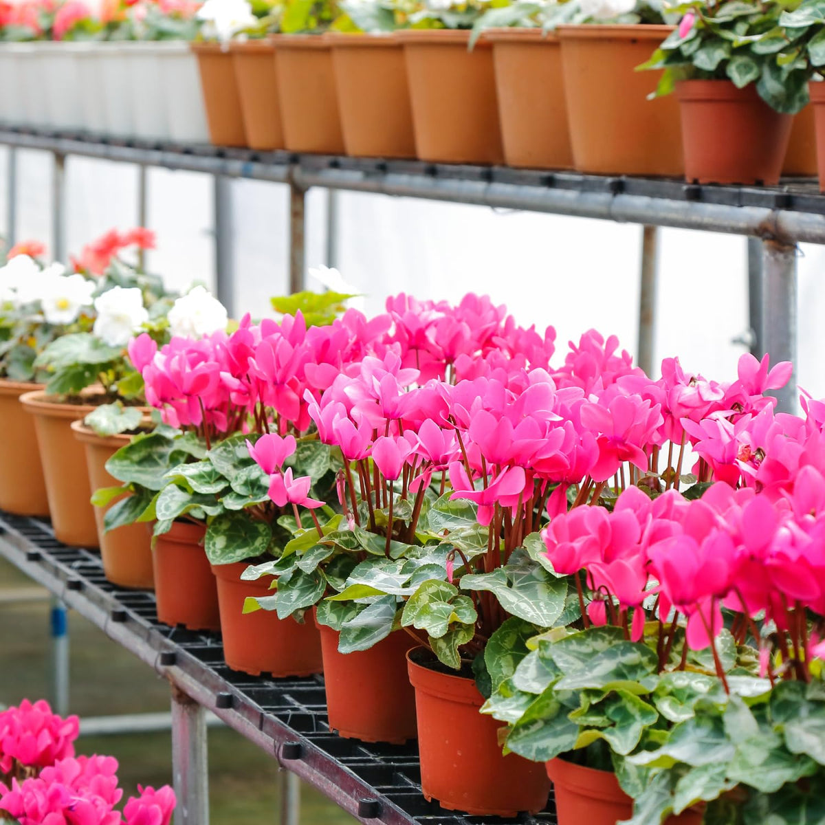 Pink Cyclamen Plant Live, Flowering Houseplant, 4" Pot