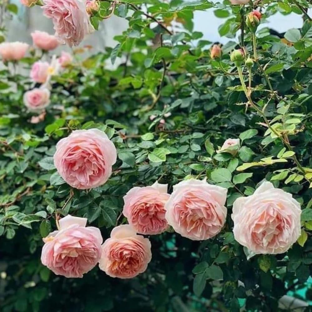 Rose Plant Live, Hybrid Tea Rose Bush Live Plant, 5-9 Inch Tall, Fragrant Flowers Shrub Ready to Plant Outdoor, No Pot, Well-Rooted (English Rose)