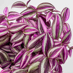 Wandering Jew Live Plant, Tradescantia Live Plant in 3 Inch Pot, Pink Wandering Jew Plants Houseplant for Planting Indoor Outdoor Garden