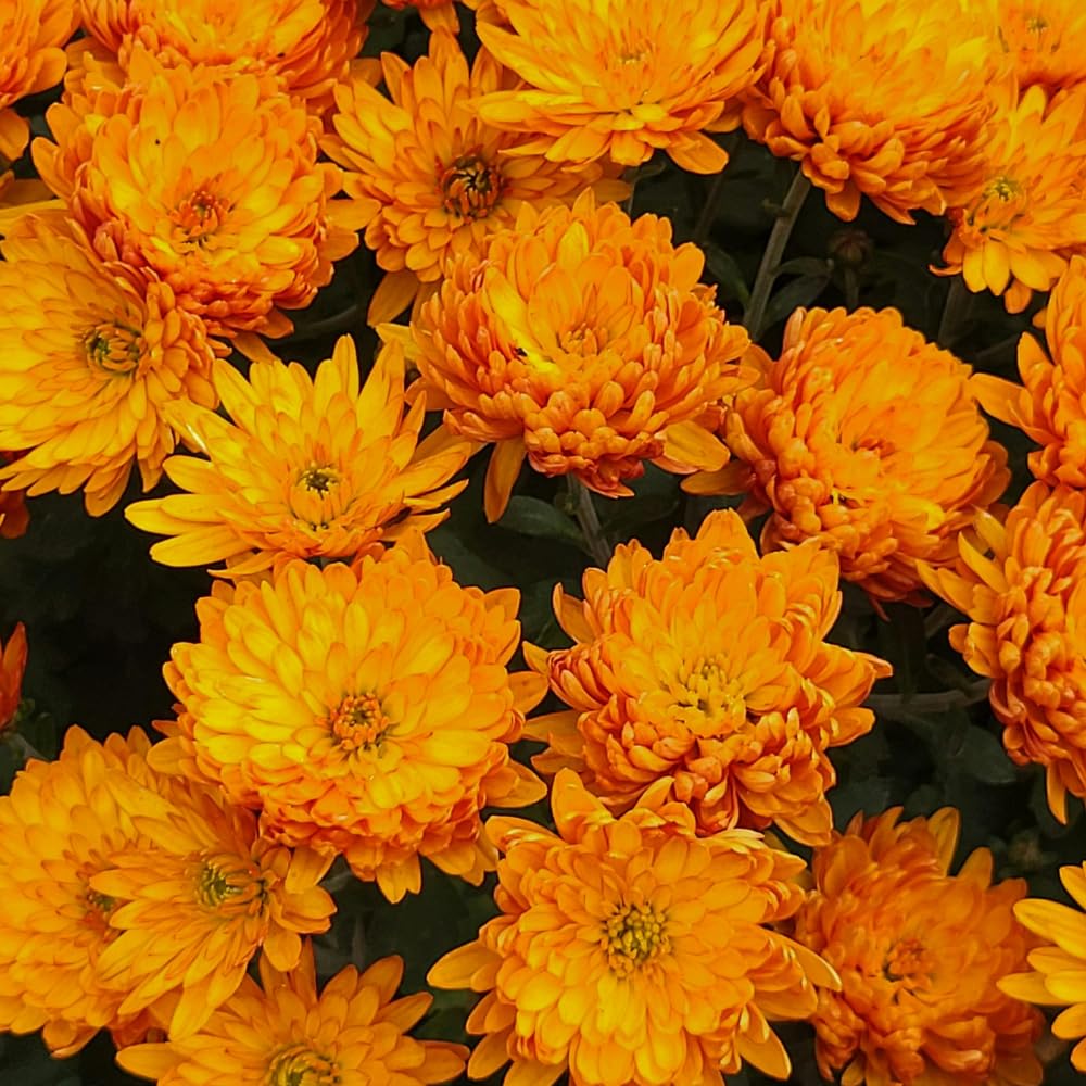 Chrysanthemum Flower Plant, Dark Orange Mums Plant Live for Gardening, 5 to 7 Inc Tall Mum Live Plant Well Rooted Outdoor Indoor
