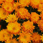 2 Dark Orange Mums Plants Live, Chrysanthemum Plants Live, 5 to 7 Inc Long, Chrysanthemum Mum Live Plant Growing