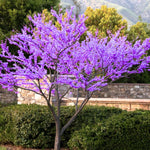 10 Eastern Redbud Trees Live Plants Bare Roots, Dormant, 12 to 24 Inc Tall Pink Flowering Ornamental Tree, Redbud Tree Eastern, Redbud Trees for Planting