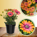 Osteospermum Flower Plants Live, Orange Daisy Plant 4 Inc Potted, 4 Small Plant, Osteospermum Plants Live Pot, Perennial Flower Garden