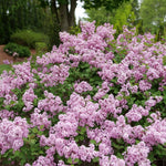 2 Lilac Trees Live Plants, 1 Year Old Well-Rooted Miss Kim Lilac Syringa Bushes Seedling, 6 to 12 Inches Tall, Fragrant, Zones 3-7