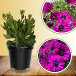 2 Osteospermum Plants Live, Purple African Daisy Flower Plants 4 Inc Potted, 2 Plants per Pot Garden Annual Flowering Plant Live, Purple Flower