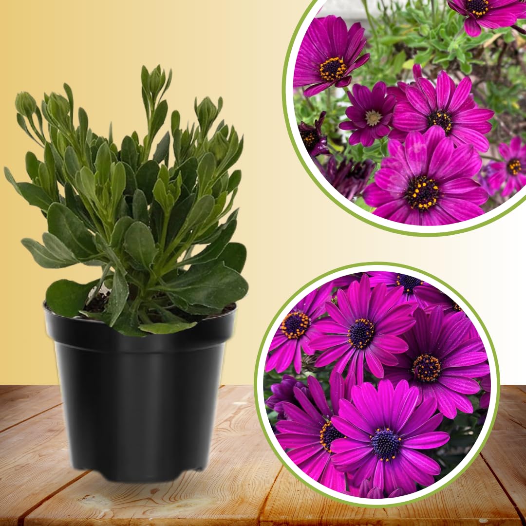 2 Osteospermum Plants Live, Purple African Daisy Flower Plants 4 Inc Potted, 2 Plants per Pot Garden Annual Flowering Plant Live, Purple Flower
