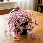 Pink Wandering Jew Plant Live, Tradescantia Pink Plant, Vibrant Foliage Houseplant, 4-7 Inches Tall in 3.25 Inch Pot for Indoor Planting