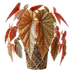 Begonia Live Plant, Begonias Live Plant, Rare Begonias Plants, 5-7 Inches in Height for Indoor Houseplant (Pink Leaf with White Spots Begonia)