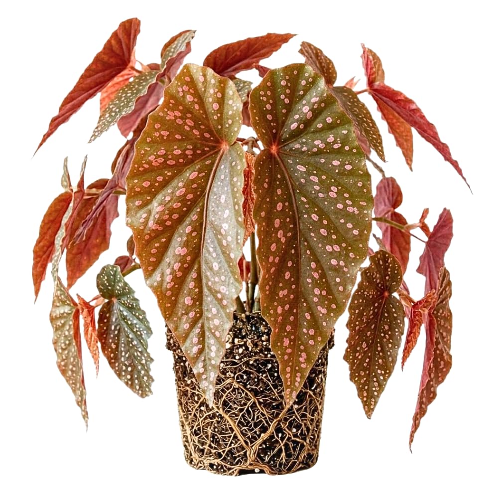 Begonia Live Plant, Begonias Live Plant, Rare Begonias Plants, 5-7 Inches in Height for Indoor Houseplant (Pink Leaf with White Spots Begonia)