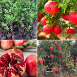 Wonderful Pomegranate Tree Live Plant, Hardy Pomegranate Fruit Tree for Outdoor Indoor Planting, Sweet Pomegranate Plant, Well-Rooted, 4 Inches Pot Plant, 7-10 Inches Tall