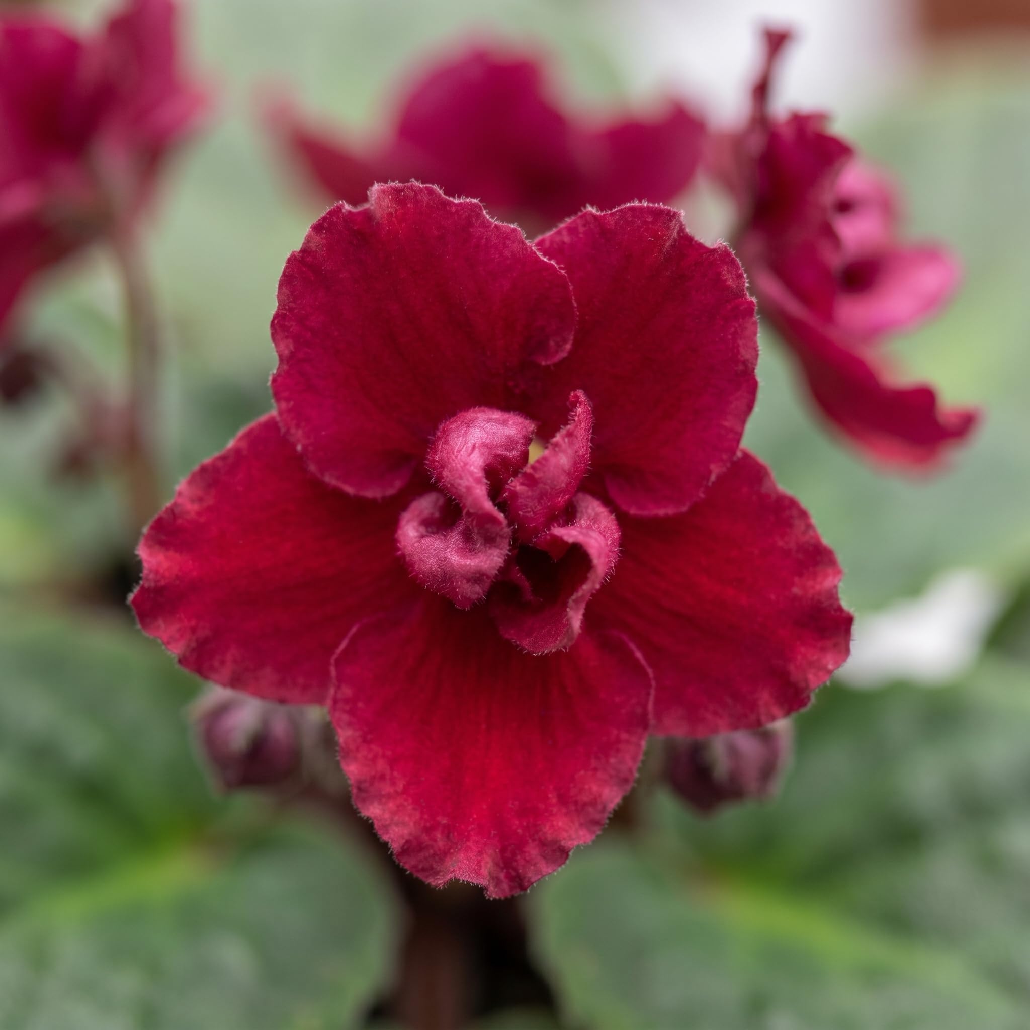 African Violet Plant Live in 4 Inch Pot, Indoor Flowering Houseplant, Compact Blooming Plant for Home or Office (Red Blooms)