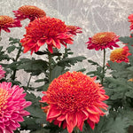 Chrysanthemum Flower Plant, Dark Red Mums Plant Live, 5 to 7 Inc Tall Chrysanthemum Plants Live for Gardening Outdoor Indoor Planting Mum Live Plant