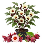 Red Roselle Live Plant 8-12'' Tall, Red Sorrel Jamaica Hibiscus Plant in Half Gallon Pot, Hibiscus Sabdariffa Plants for Planting