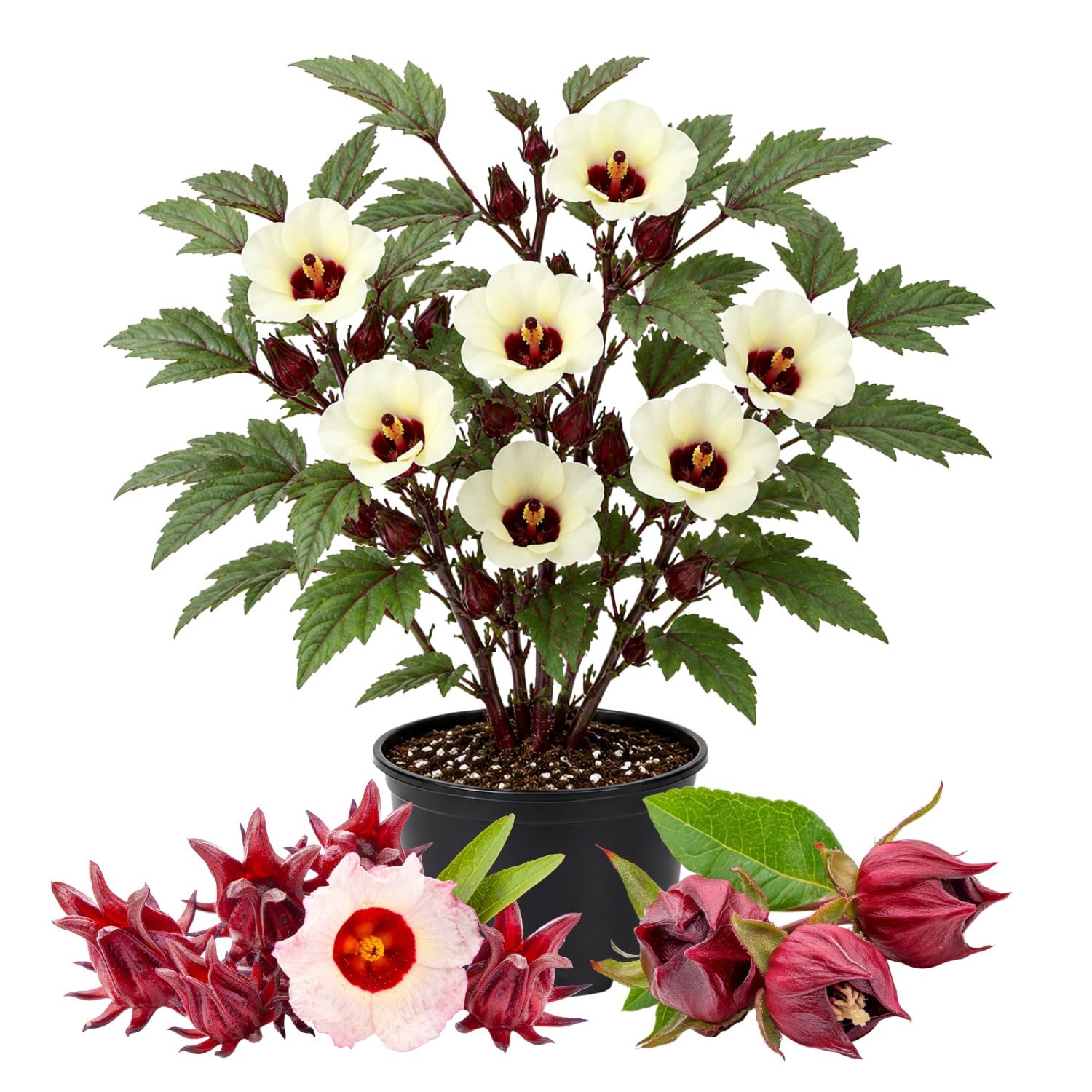 Red Roselle Live Plant 8-12'' Tall, Red Sorrel Jamaica Hibiscus Plant in Half Gallon Pot, Hibiscus Sabdariffa Plants for Planting