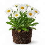 White Daisy Plant, 2-5 Inch Tall Daisies Starter Plants, Hardy Daisy Flowering Perennial for Outdoor Garden, Starter Plant in Soil, No Pot