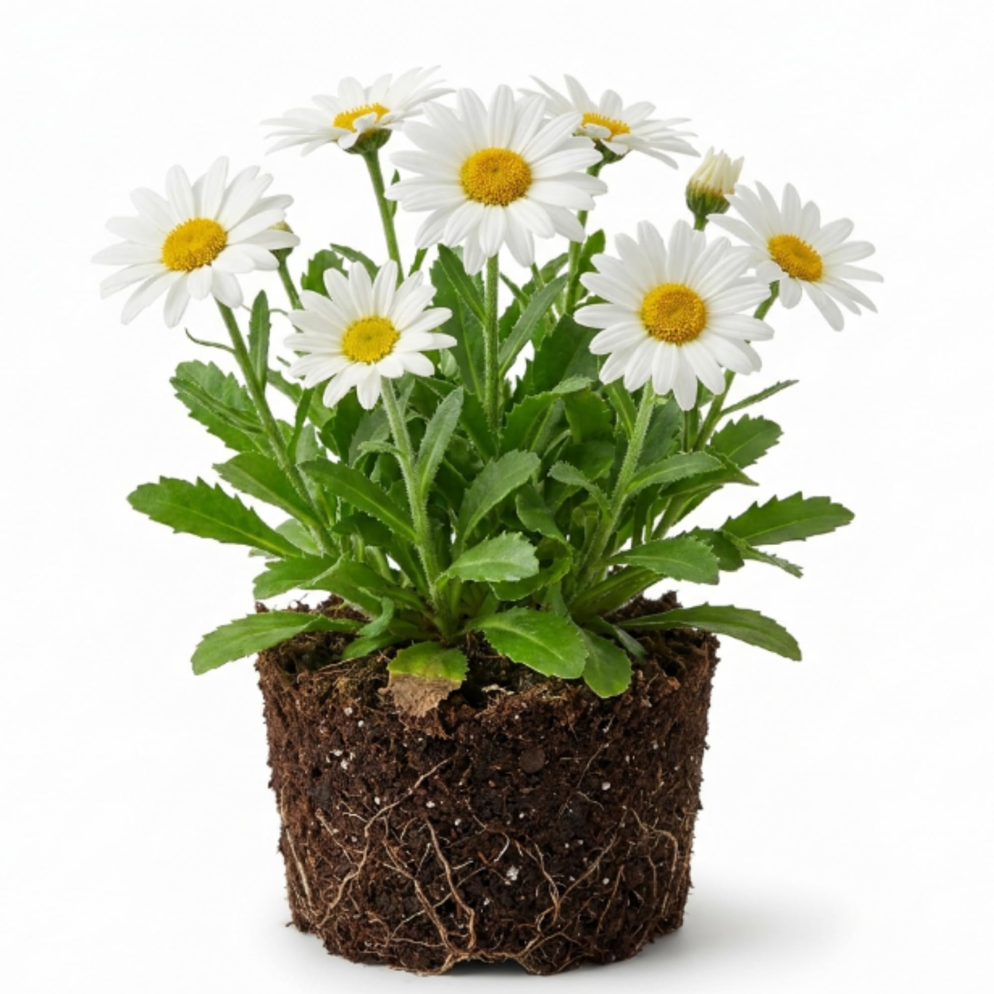 White Daisy Plant, 2-5 Inch Tall Daisies Starter Plants, Hardy Daisy Flowering Perennial for Outdoor Garden, Starter Plant in Soil, No Pot