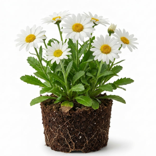 White Daisy Plant, 2-5 Inch Tall Daisies Starter Plants, Hardy Daisy Flowering Perennial for Outdoor Garden, Starter Plant in Soil, No Pot