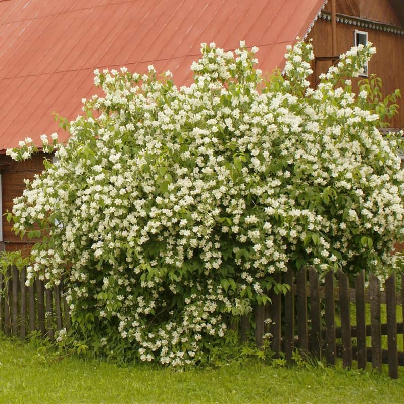 Potted Mock Orange Trees Live Plants, 6-12" Philadelphus Very Fragrant Climbing Bush Shrub Tree, White Blooms