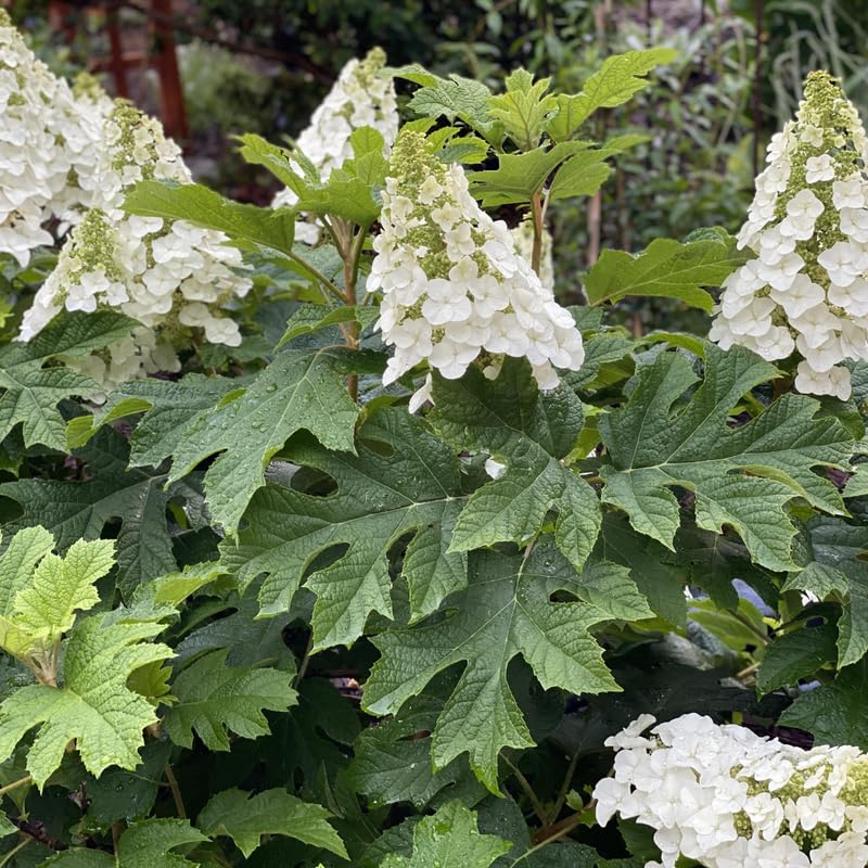 Hydrangea Plant Live Tree, Blooming Garden Bush Hardy Hydrangea Shrub, Oakleaf White Flowering Plant Indoor Outdoor Well-Rooted 5-9 Inc Tall, Stater Plant