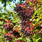 2 Black Elderberry Plants Live for Planting 6 to 12 Inch Tall, American Elderberry Trees Live Plants, Sweet Elderberries Fruit