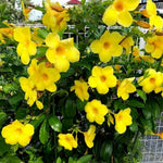 Mandevilla Plant Live, 5 to 6 Inc Tall Seedling, Yellow Mandevilla Vine Plants, Perennial Flower Mandevilla Starter Plant Indoor Outdoor Garden